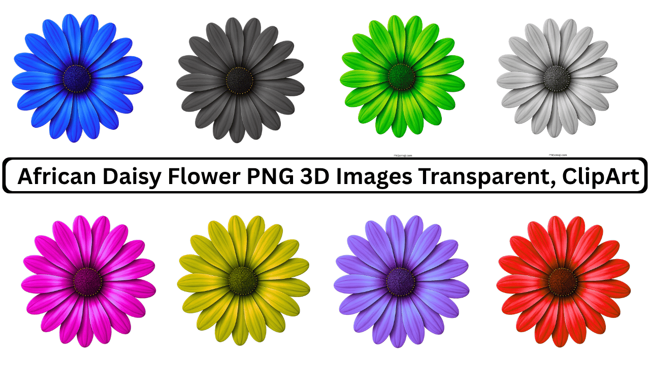 Colorful African daisy flowers in various hues including blue, purple, pink, yellow, and red on transparent background.